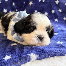 Zig zag aka Ziggy - Black and white male Shih Tzu puppy in Hemet, California from Aloha Shih Tzu