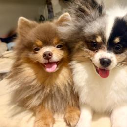 Fiona - Pomeranian