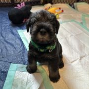 Girl 1 - Standard Schnauzer puppy in Summerfeld, Florida from Amazing Standard Schnauzers
