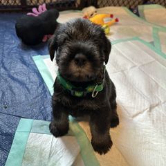 Girl 1 - Standard Schnauzer puppy in Summerfeld, Florida from Amazing Standard Schnauzers