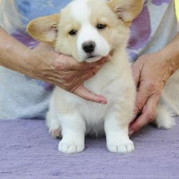 Cardigan Welsh Corgi Puppies from Stornoway Cardigan Welsh Corgis
