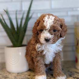 Oliver - Red male Cavapoo puppy in Caldwell, Idaho from Terrace Cav's