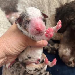 Cubby - Chocolate merle male Bernedoodle puppy in New Ringgold, Pennsylvania from Hawk Mountain Doodles