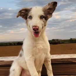 Boy 1 - blue collar - red merle - Red merle male Border Collie puppy in Minden, Iowa from Rocking N Registered Border Collies & Labradors