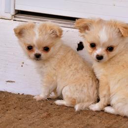 Chihuahua Puppies from Happy Little Chihuahuas