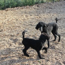 Poodle Puppies from Simply Standard Poodles