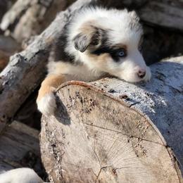 Australian Shepherd Puppies from Bear Pond Aussies