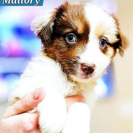 Mallory - Red merle female Miniature Australian Shepherd puppy in Punta Gorda, Florida from Christie's Creekside Aussies