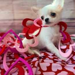 Shimmer - Gold and white female Chihuahua puppy in St. Louis, Missouri from Lisa's Starlit Chihuahas