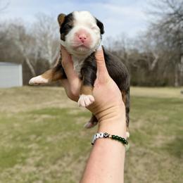 Witt - Merle male Bernedoodle puppy in Wamego, Kansas from Doodles of Oz