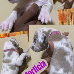 Morticia - Harlequin female Great Dane puppy in Bolivar, New York from Prophecy Danes