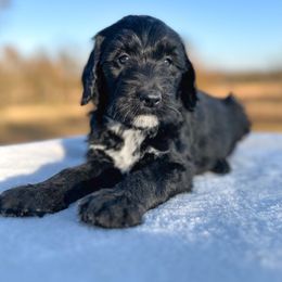 Bert - Black and white male Bernedoodle puppy in Osage City, Kansas from Golden Ridge Goldens