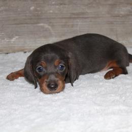 Riley - Gray (blue) and tan male Dachshund puppy in Paris, Texas from Kuttin’ Up Mini Aussies