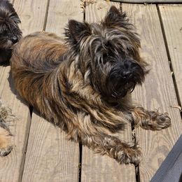 Roodi - Cairn Terrier