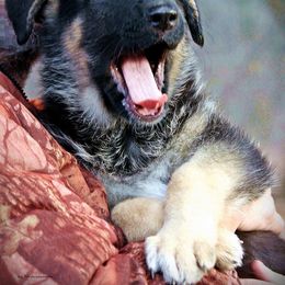 German Shepherd Puppies from Shakers