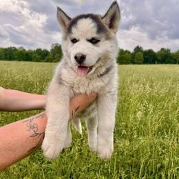 Siberian Husky Puppies from Red Top Huskies