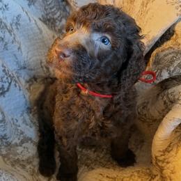 Red Collar Boy - Silver-beige  male Poodle puppy in Oklahoma City, Oklahoma from Velvet Standards