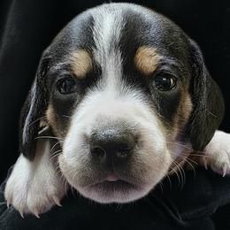 Girl 4 - Piebald female Dachshund puppy in Salem, Oregon from Long'd Fore Dachshunds