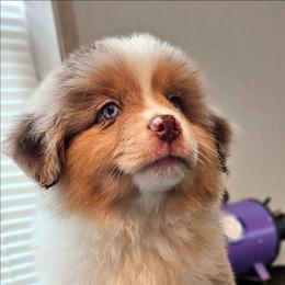 Blue Collar RMM - Red merle male Miniature American Shepherd puppy in Lexington, Kentucky from Deuce's Den