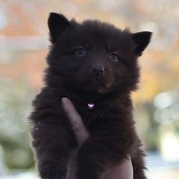 Tags (Female) - Liver female German Shepherd puppy in Garrett, Indiana from Devil-Dog Shepherds