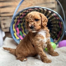 Twigs - Red male Cavapoo puppy in Orrstown, Pennsylvania from Pawfect Fur Friends