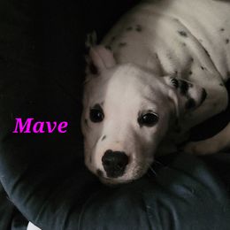 Dalmatian Puppies from Delaney's Dalmatians