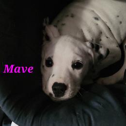 Dalmatian Puppies from Delaney's Dalmatians
