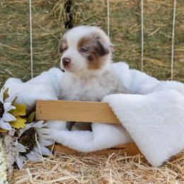 Australian Shepherd Puppies from Sweet Meadow Farms