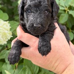 Benjamin Franklin - Black male Poodle puppy in Fairfield, North Carolina from Leaning T Ranch