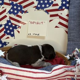 Spirit - Liver roan male German Shorthaired Pointer puppy in Mineral, Virginia from Blue Kai Kennels