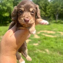 FIRECRACKER - Chocolate and tan male Dachshund puppy in Delano, Tennessee from Olive Branch Acres
