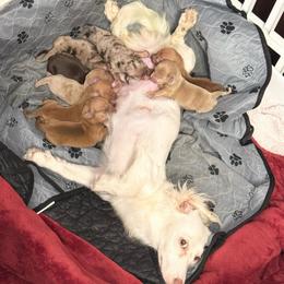 Rafiki AKC 4500 - Dapple male Dachshund puppy in Indian Trail, North Carolina from Hilda’s Teenie Weenies