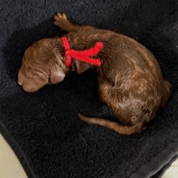 Copper - Red  male Poodle puppy in Mount Vernon, Illinois from AMC Poodles