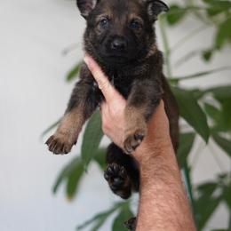 Kyro - Sable male German Shepherd puppy in Coarsegold, California from Yosemite Shepherds