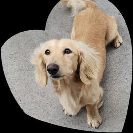 Shooter - Dachshund