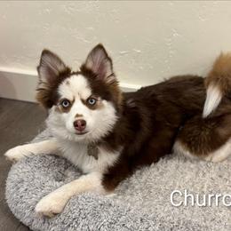 Churro - Pomsky
