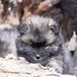 Pomsky Puppies from New World Pomskies