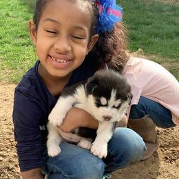 Siberian Husky Puppies from Addicted to the husky life