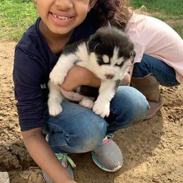 Siberian Husky Puppies from Addicted to the husky life