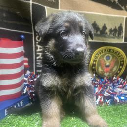 Girl 5 Pewter collar - Black and tan female German Shepherd puppy in Joshua, Texas from American Viking GSD Ranch