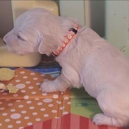 Penny - Cream female Labradoodle puppy in Siloam Springs, Arkansas from Siloam Doodles