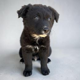 Harmony - Black tri-color female Australian Shepherd puppy in Statesville, North Carolina from Charming Australian Shepherds