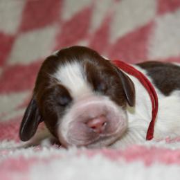 Parton - Liver white and roan male English Springer Spaniel puppy in Chapmansboro, Tennessee from Balthrop Bend Farms