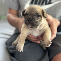 Marshmallow - Fawn male French Bulldog puppy in Rapid City, South Dakota from Frontier Frenchies, LLC