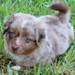 Miniature American Shepherd and Miniature Australian Shepherd Puppies from ATX Mini Aussies