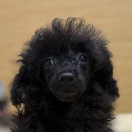 Soba - Black male Poodle puppy in Salem, New Jersey from Twindo Poodles
