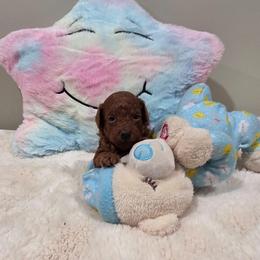 Melody (CKC) - Red  female Poodle puppy in Rainbow City, Alabama from Spinks Poodles