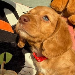 Eeyore - Red male Dachshund puppy in Homedale, Idaho from Jeff & Joette