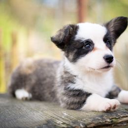 Cardigan Welsh Corgi and Pembroke Welsh Corgi Puppies from High Hopes Farm