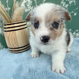 Yukon - Blue merle and white male American Corgi puppy in Scottown, Ohio from Wyndy Ridge Corgis